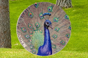 La magnificencia del Pavo Real indio en Islas Cook