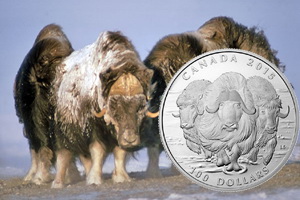 Muscox (bueyes almizcleros) canadienses en 100 dólares de plata