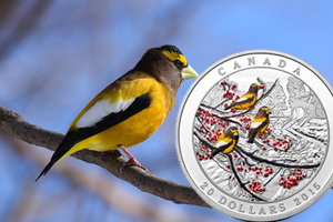 Serie “Invierno helado”: pájaro de la tarde canadiense