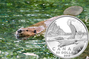 Simpática imagen en un gran diseño del castor canadiense en 50 dólares plata