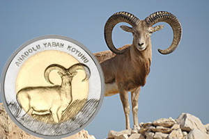 La oveja salvaje de Anatolia en 1 lira turca bimetálica